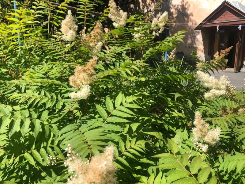 Рябинник рябинолистный (Sorbaria sorbifolia)