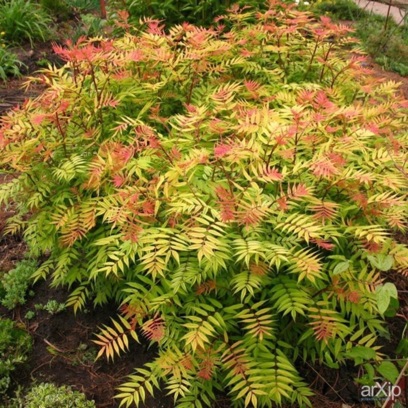 Рябинник рябинолистный (Sorbaria sorbifolia)