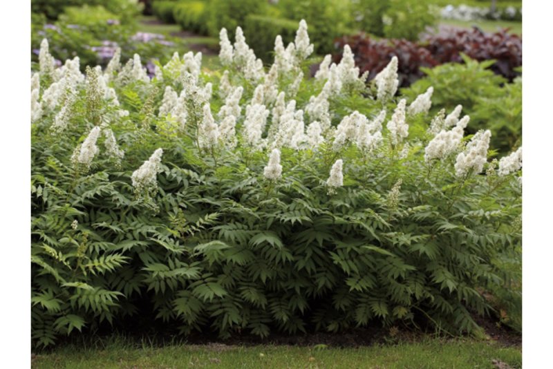 Рябинник рябинолистный (Sorbaria sorbifolia)