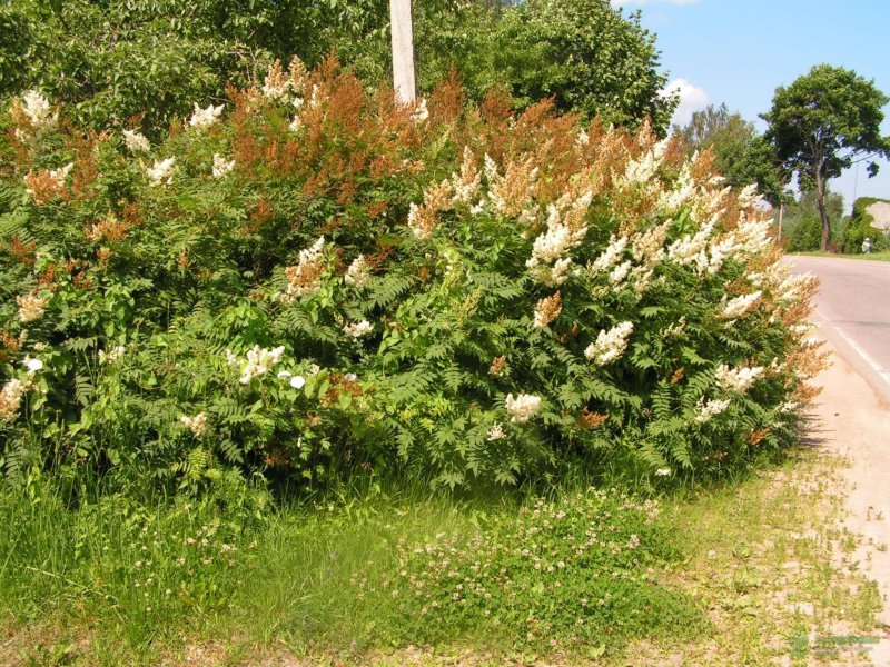 Рябинник рябинолистный (Sorbaria sorbifolia)