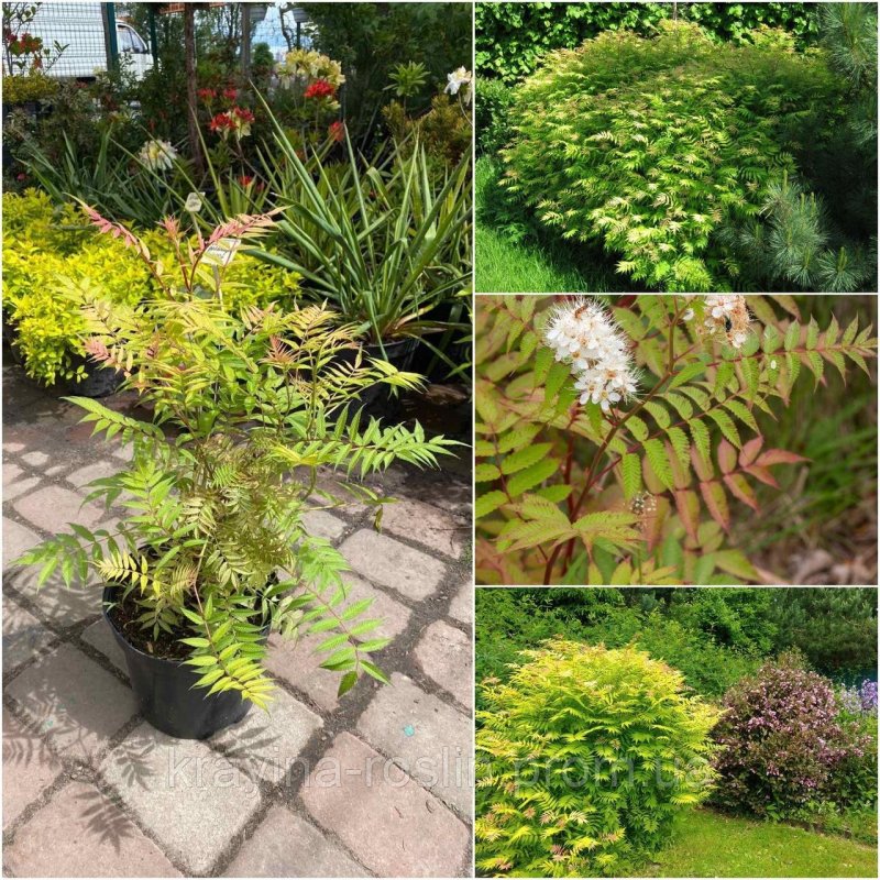 Рябинник рябинолистный (Sorbaria sorbifolia)