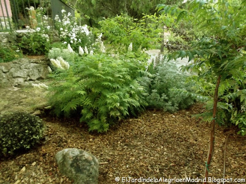Рябинник рябинолистный (Sorbaria sorbifolia)