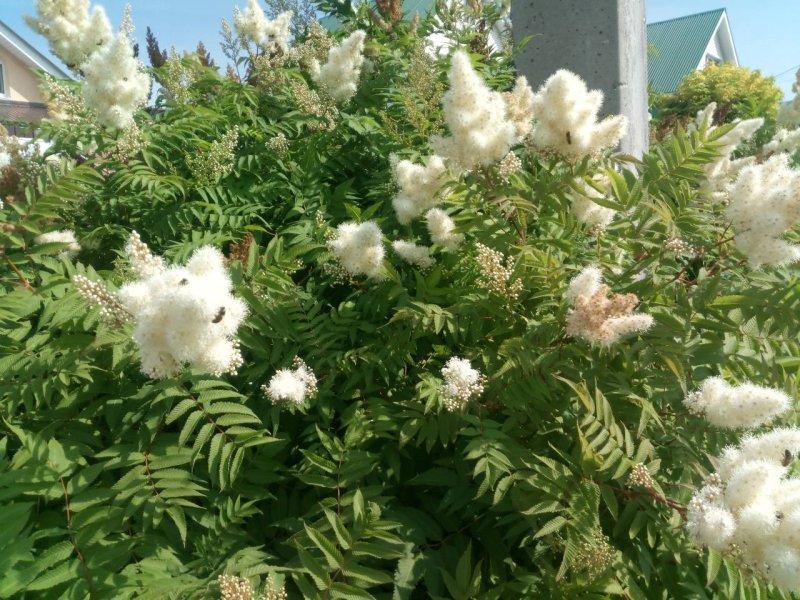 Кустарник рябинник рябинолистный