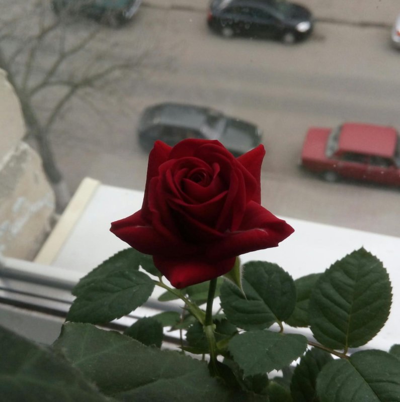 Красные цветы в вазе