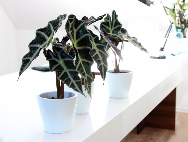 Alocasia macrorrhiza