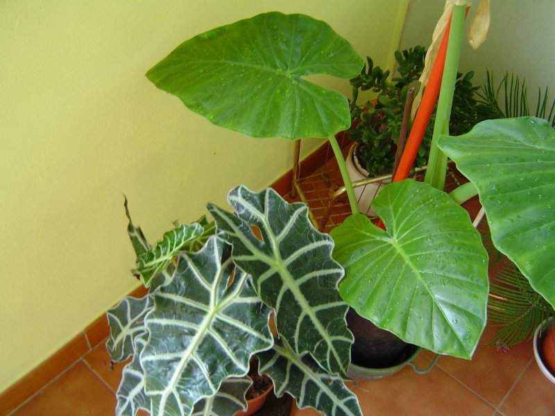Колоказия houseplants