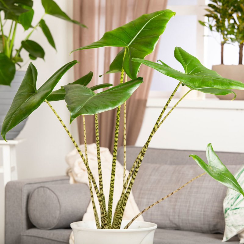 Alocasia Zebrina интерьер