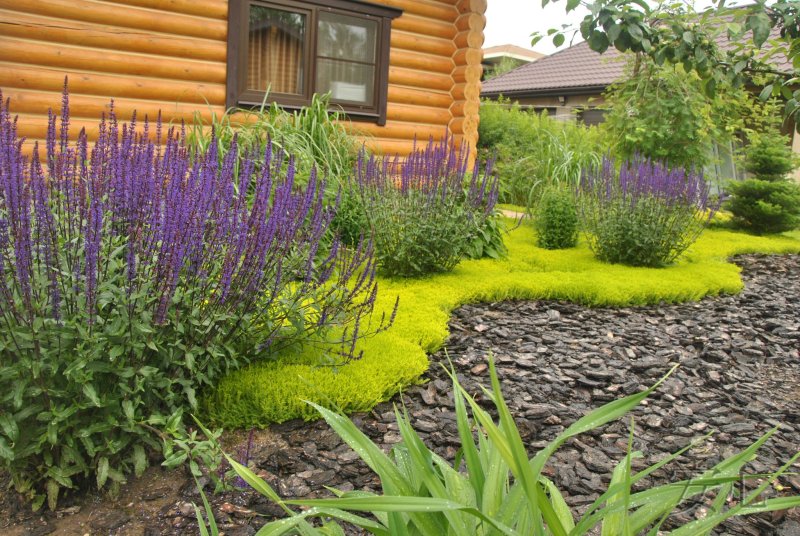 Перовския лебедолистная atriplicifolia