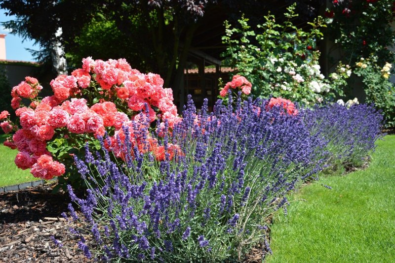 Перовския atriplicifolia