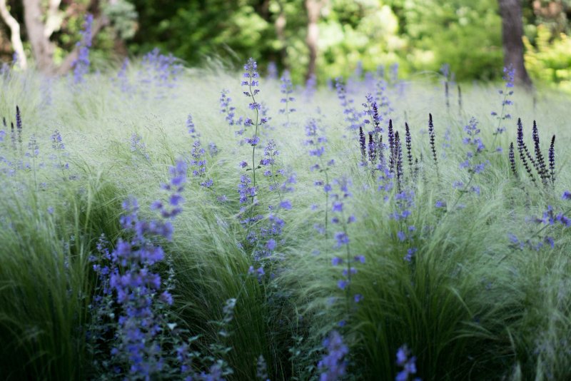 Перовския atriplicifolia