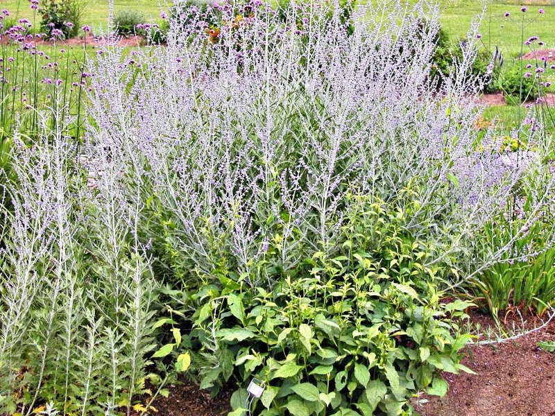 Perovskia atriplicifolia Russian Sage