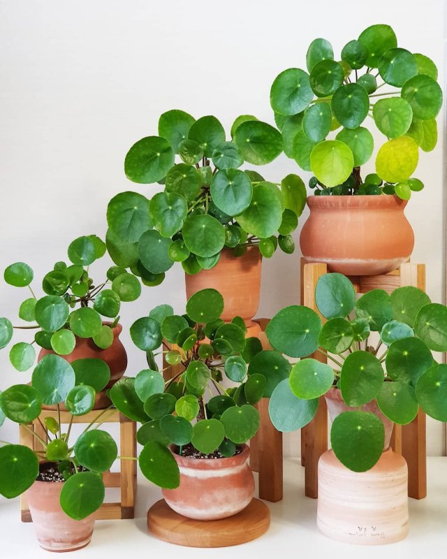 Пеперомия Сандерса (Peperomia sandersii)