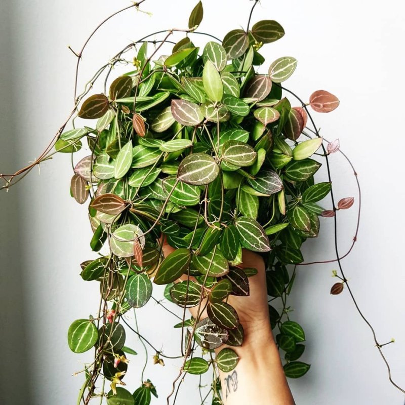 Пеперомия Сандерса (Peperomia sandersii)