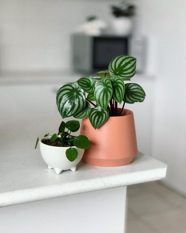 Pilea peperomioides пилея пеперомиевидная