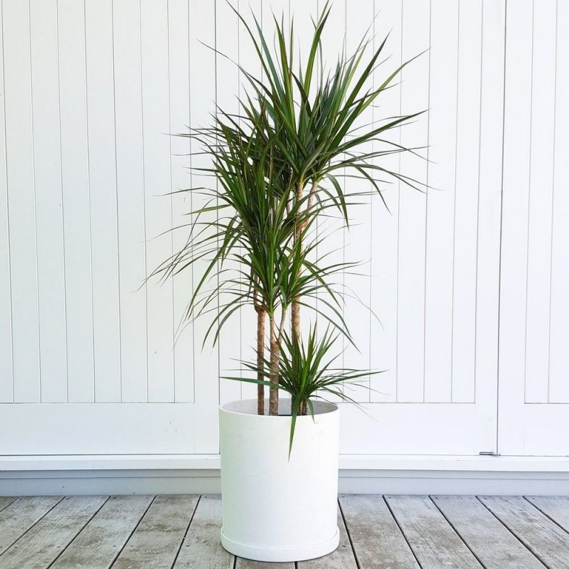 Dracaena marginata