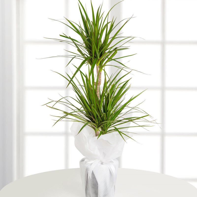 Dracaena marginata