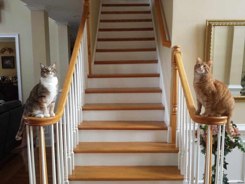 Лестница для кота