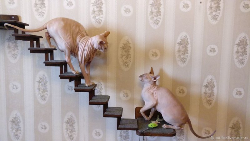 Лестница для кошек