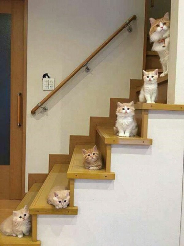 Котики на лестнице