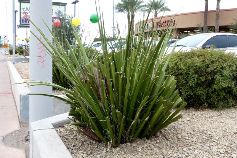 Hesperaloe funifera