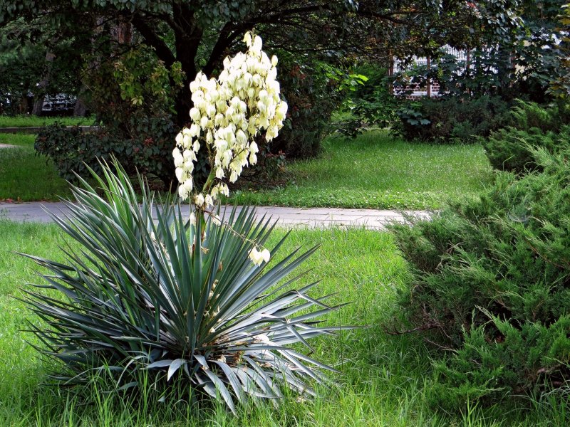 Юкка отвороченнолистная (Yucca recurvifolia)