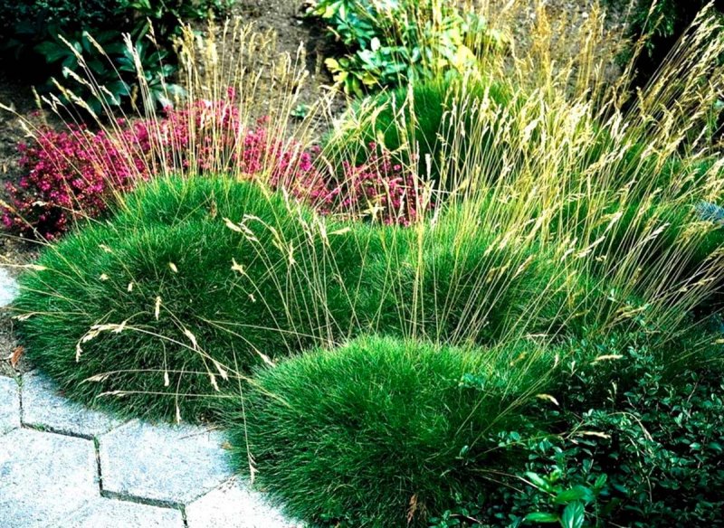 Овсяница Готье (Festuca Gautieri)