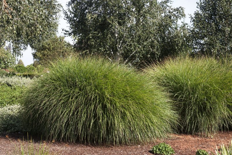 Овсяница (Festuca Walberla