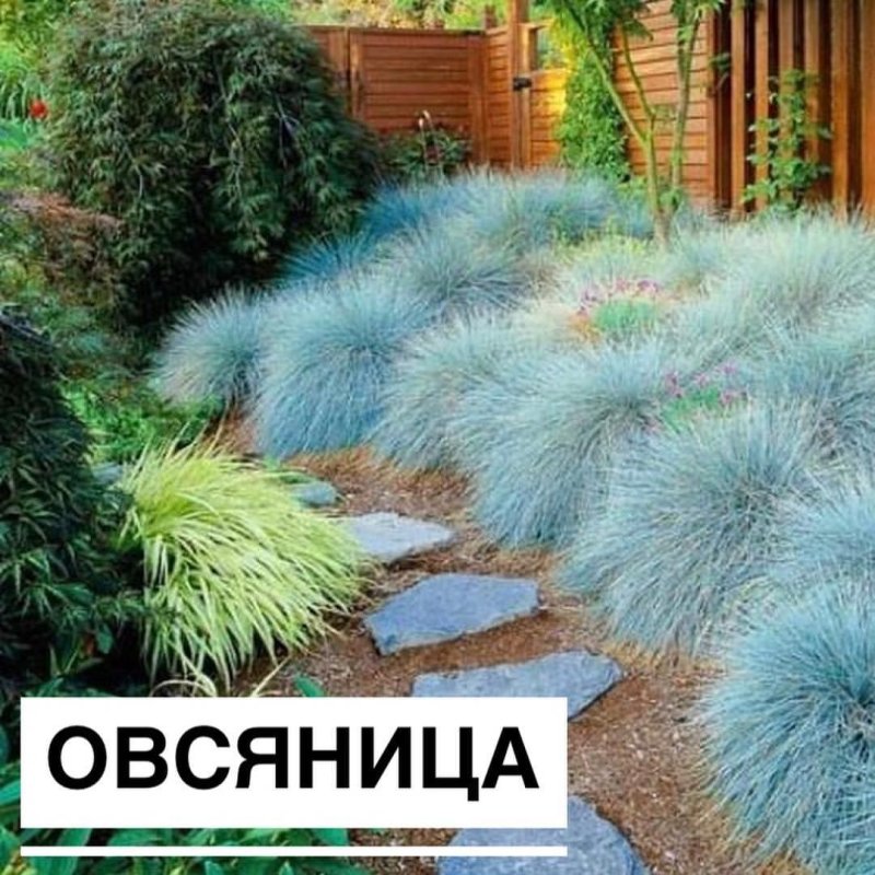 Вейник остроцветковый Overdam
