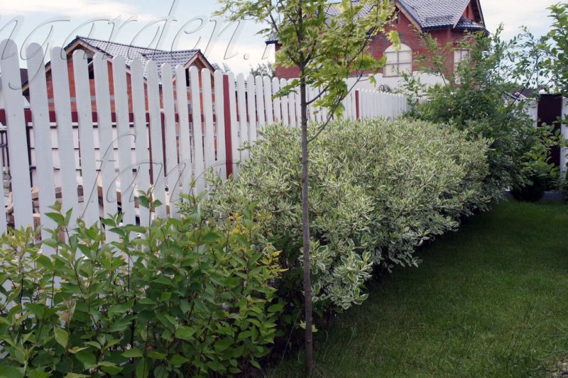 Дерен белый (Cornus Alba `Ivory Halo`)