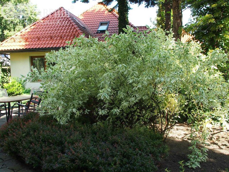 Дерен Элегантиссима в ландшафтном