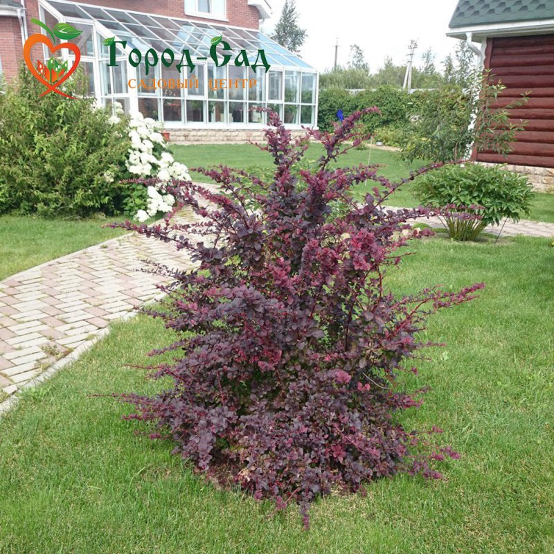 Барбарис Тунберга Aurea