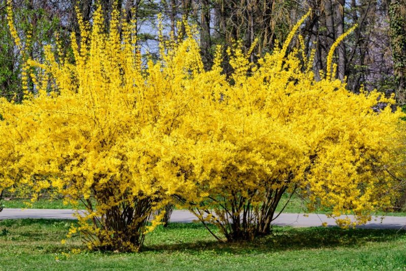 Барбарис Тунберга Aurea