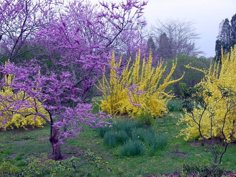Форзиция кустарник