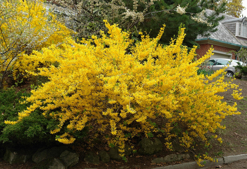 Из 10 форзиция (Forsythia x Intermedia)