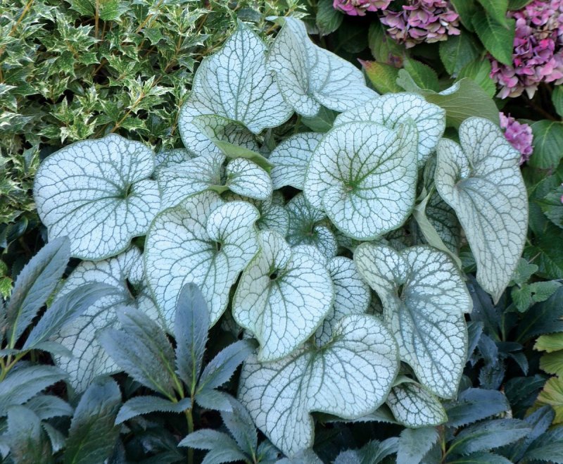 Бруннера крупнолистная variegata