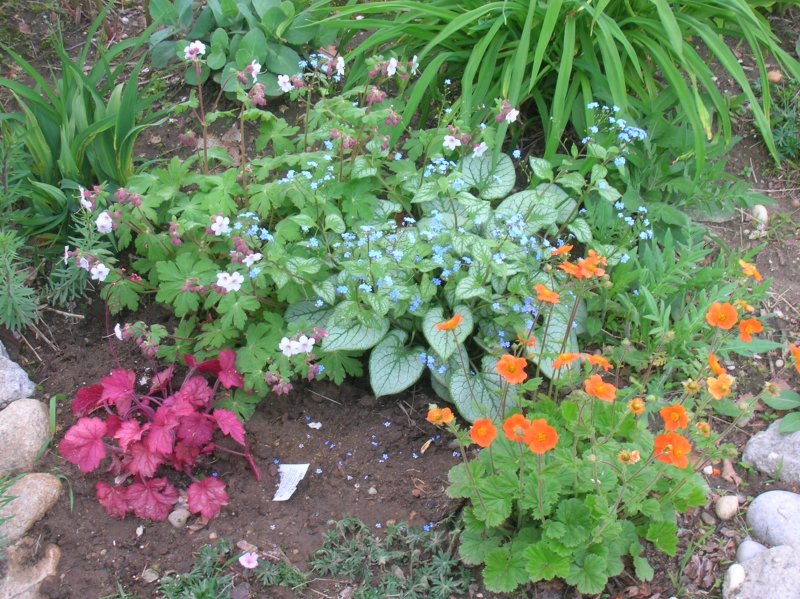 Бруннера macrophylla