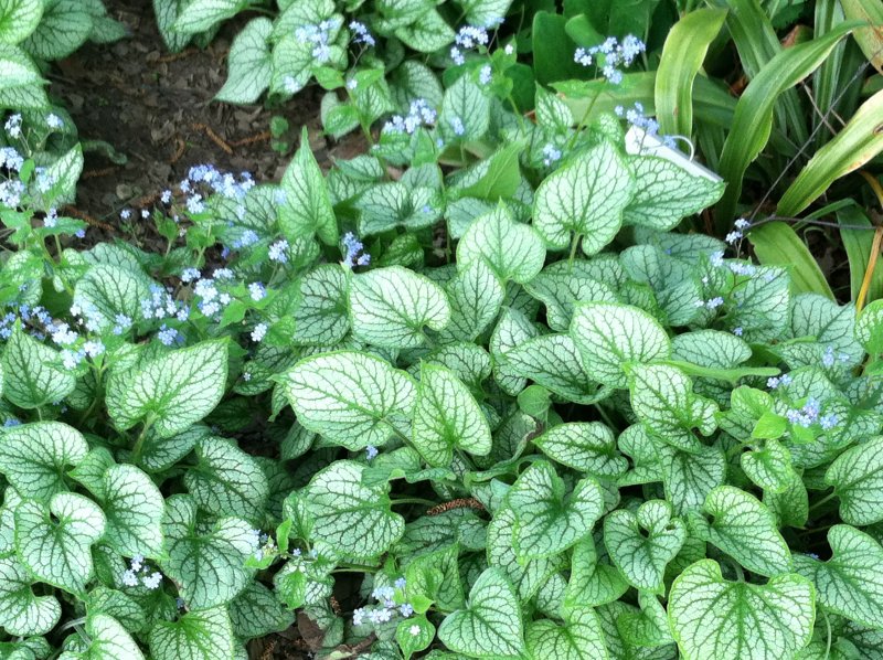 Бруннера крупнолистная Brunnera macrophylla Mr. Morse