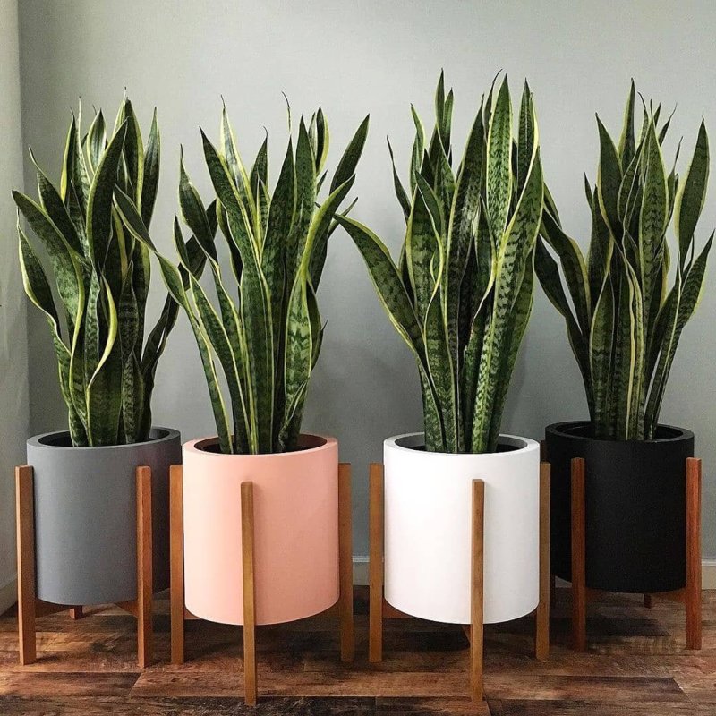 Сансевиерия трьохполосчаста (Sansevieria trifasciata).