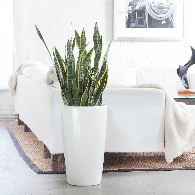 Sansevieria Green Laurentii