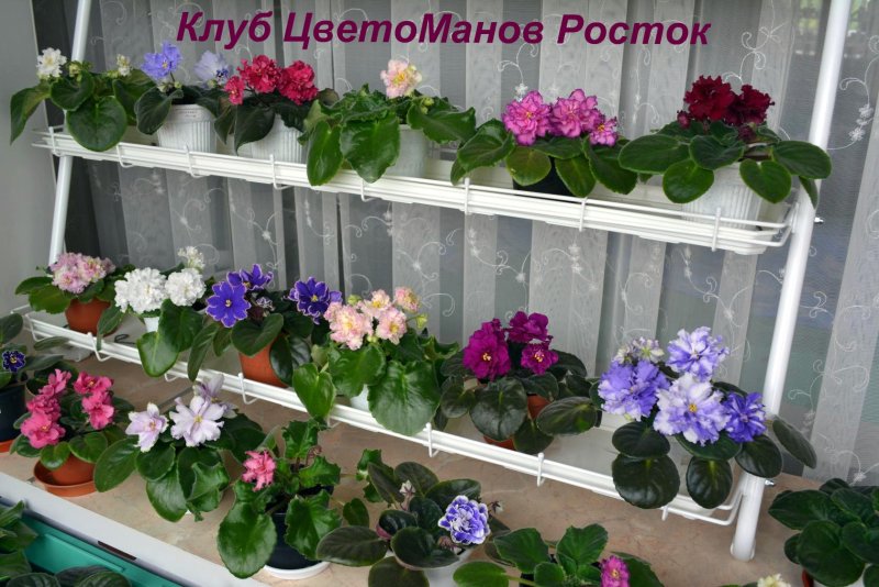 Анютины глазки комнатное растение