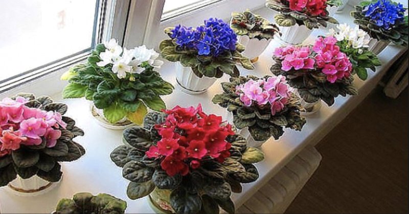 Узамбарские фиалки декор