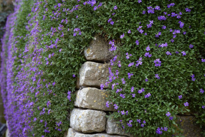 Тимьян ползучий (Thymus serpyllum)
