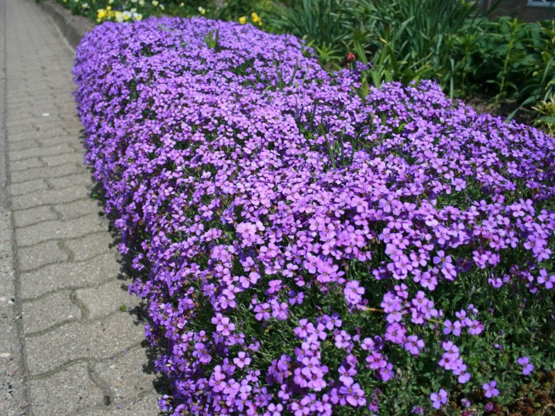 Обриета Hamburger Stadtpark