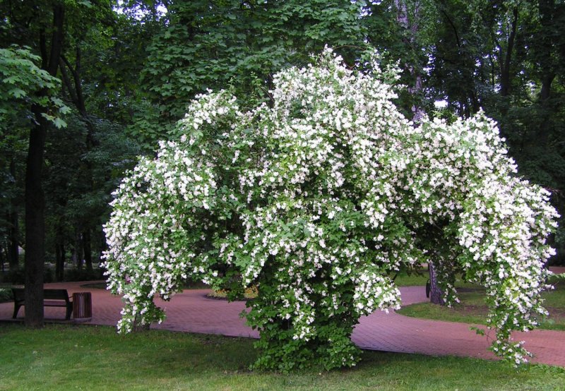 Жасмин (чубушник) венечный