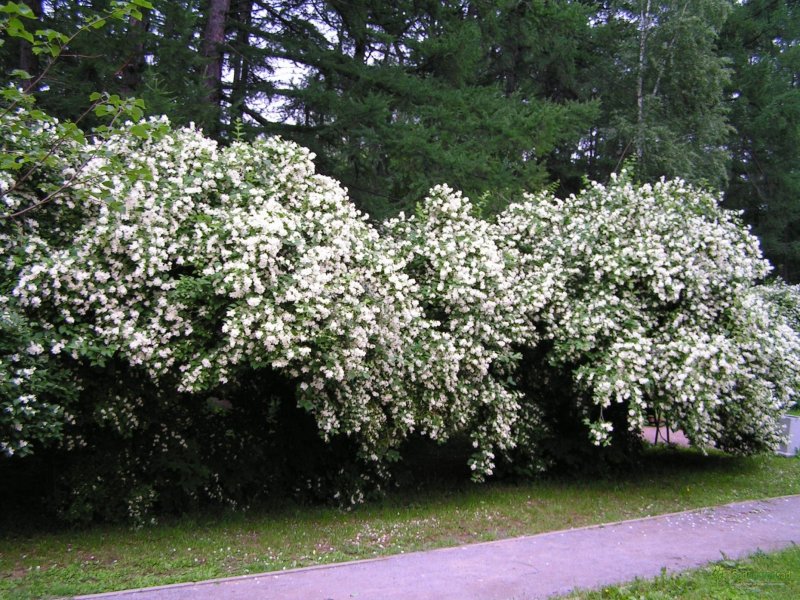 Чубушник lemoinei