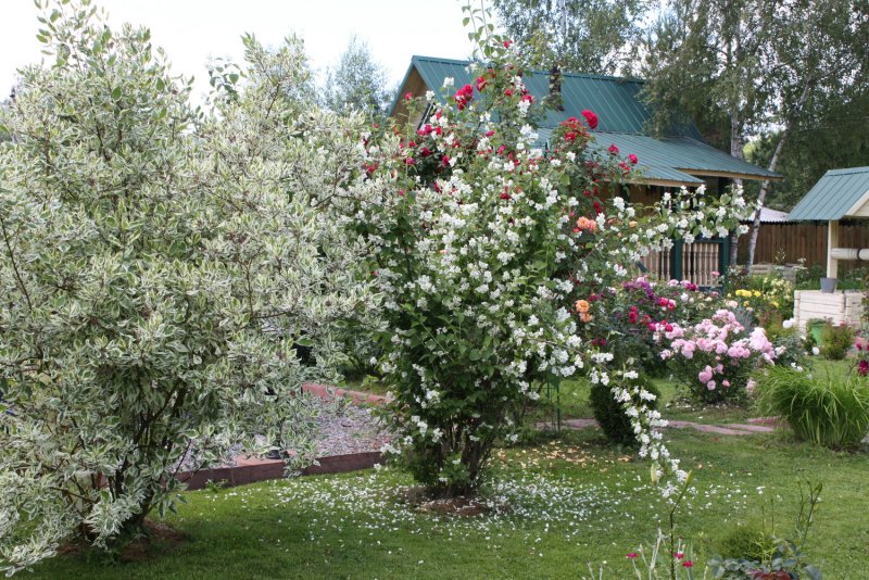 Жасмин Живая изгородь