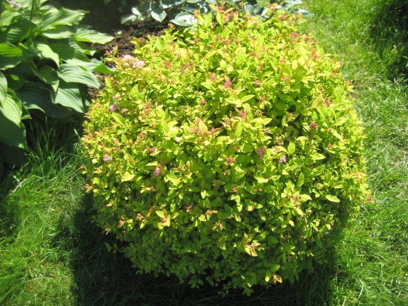 Спирея японская (Spiraea japonica `Goldmound`)
