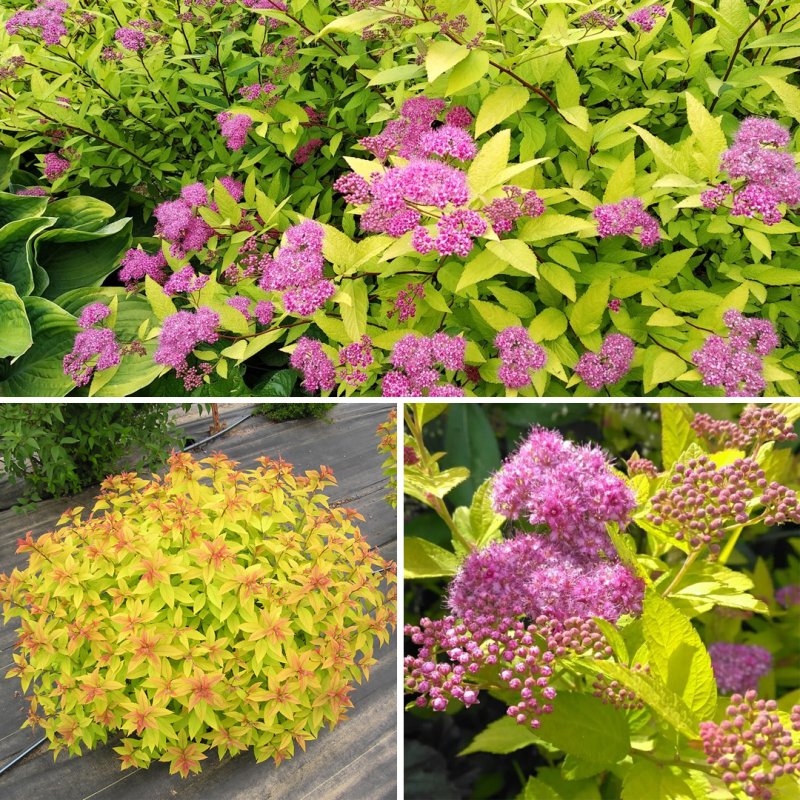 Спирея японская Голдфлейм (Spiraea japonica Goldflame)