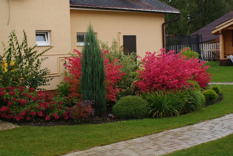 Бересклет крылатый Euonymus alatus