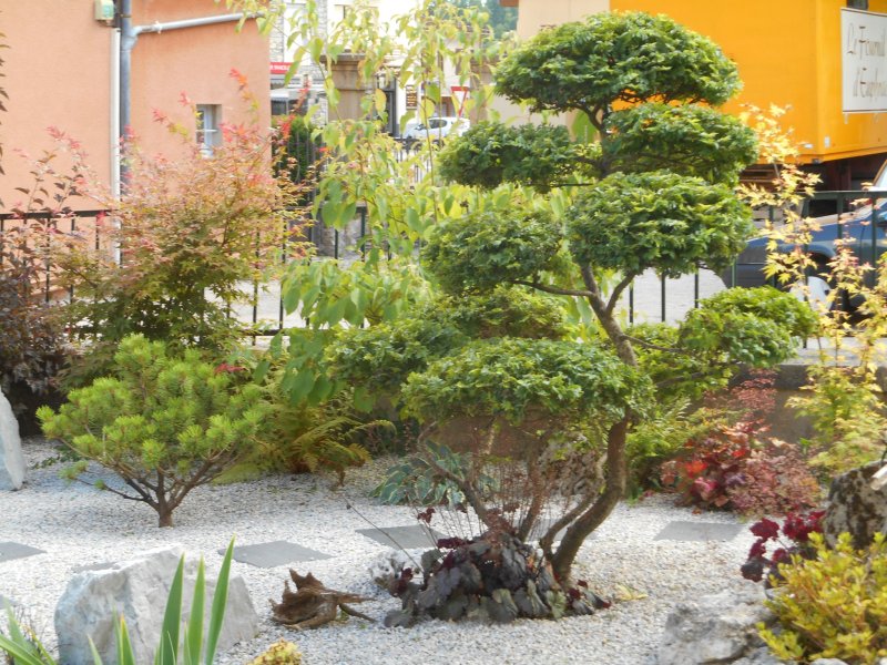 Бересклет крылатый Euonymus alatus